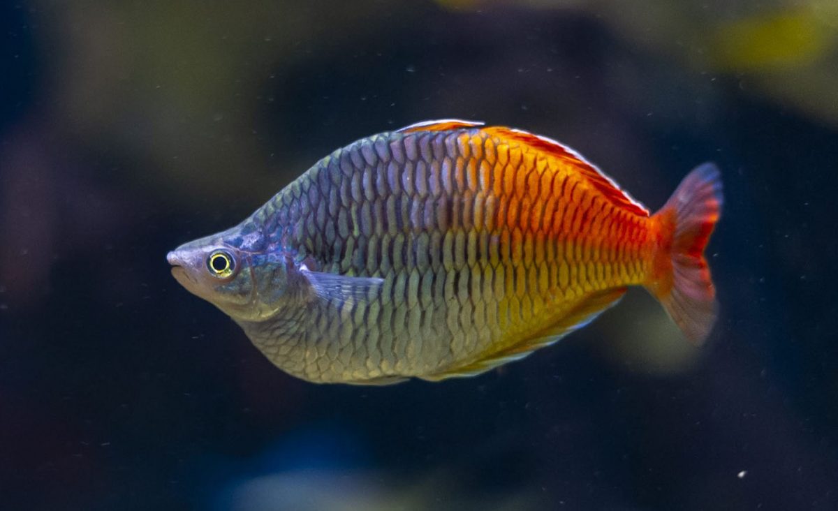 Rainbowfish in the Rivers of the World gallery