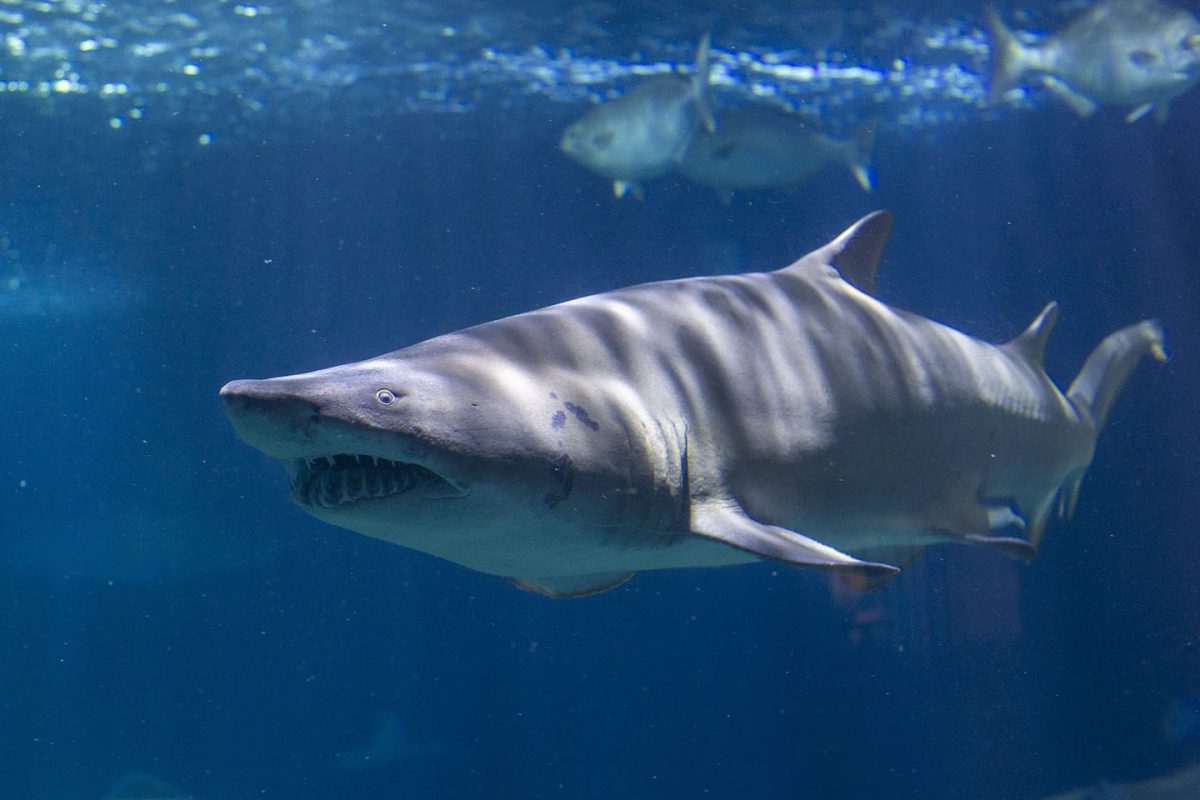 Sand Tiger Shark