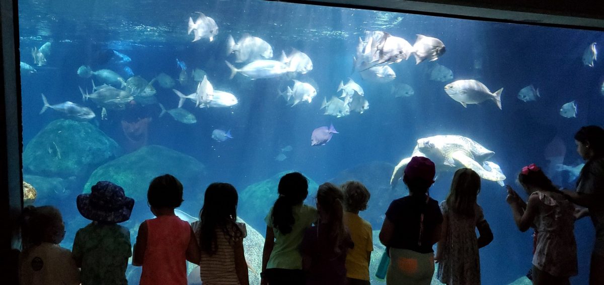 campers view a gallery at the aquarium