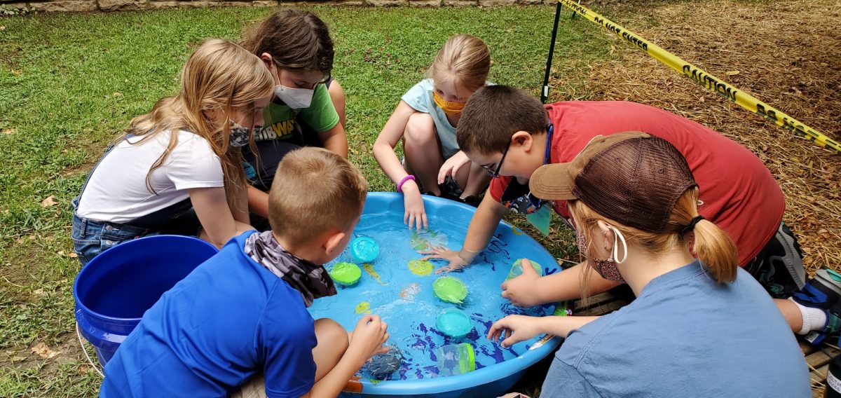 campers investigate turtle shell shapes