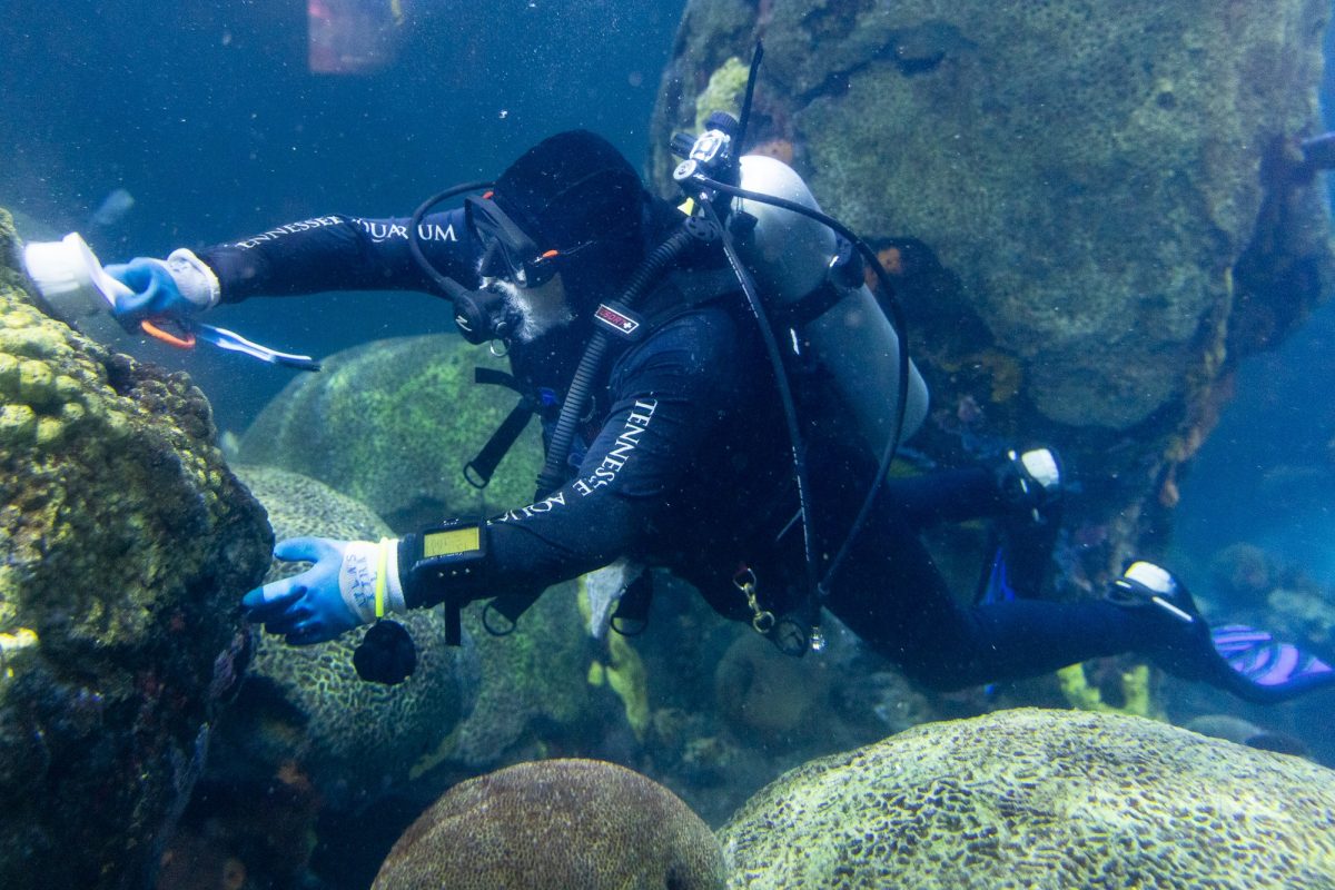 Divers clean the Secret Reef exhibit.