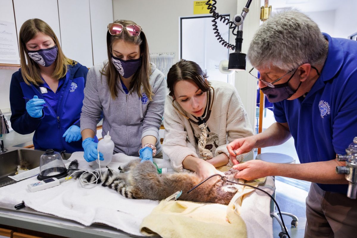 Veterinarians perform a procedure on a lemur