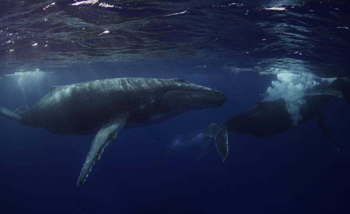 Mother humpback whale and calf