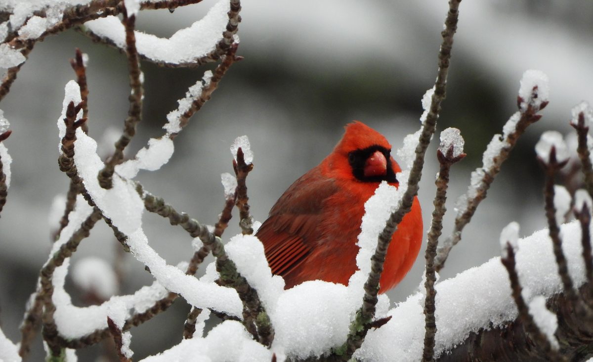 Cardinal on tree branch