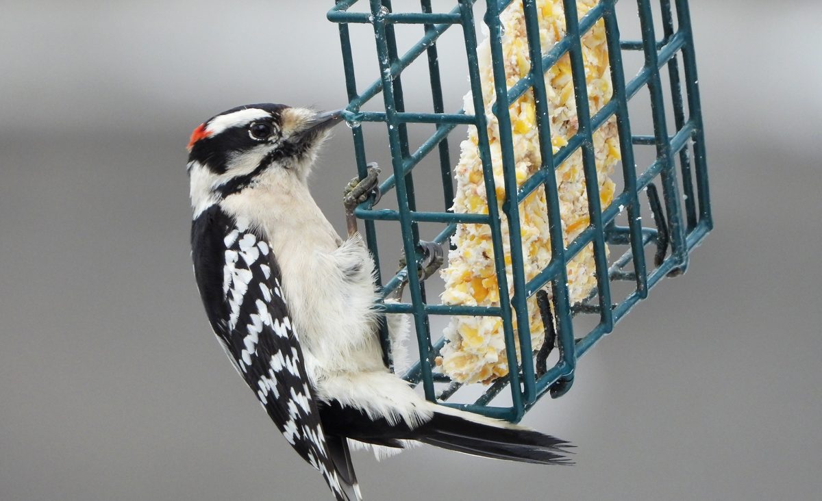 Woodpecker eats suet