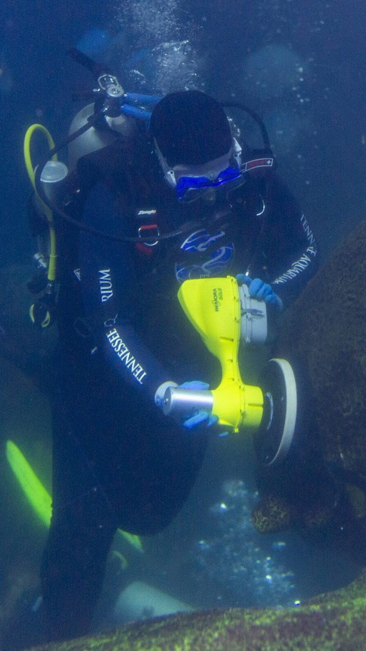 A volunteer diver uses a powered scrubber to scour decorative rock work inside the Secret Reef exhibit