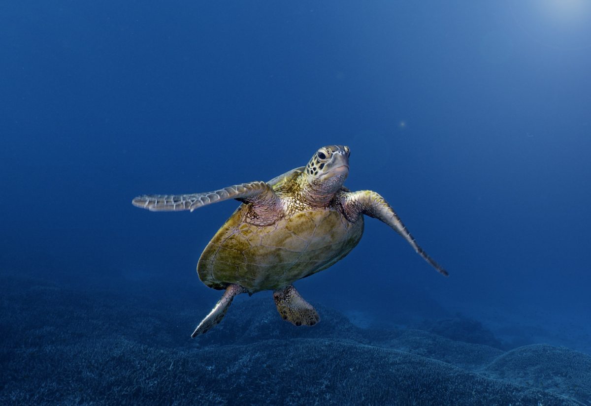 Green Sea Turtle poses for the camera in Ocean Odyssey