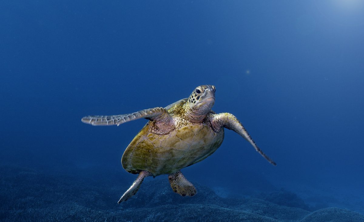 A green sea turtle