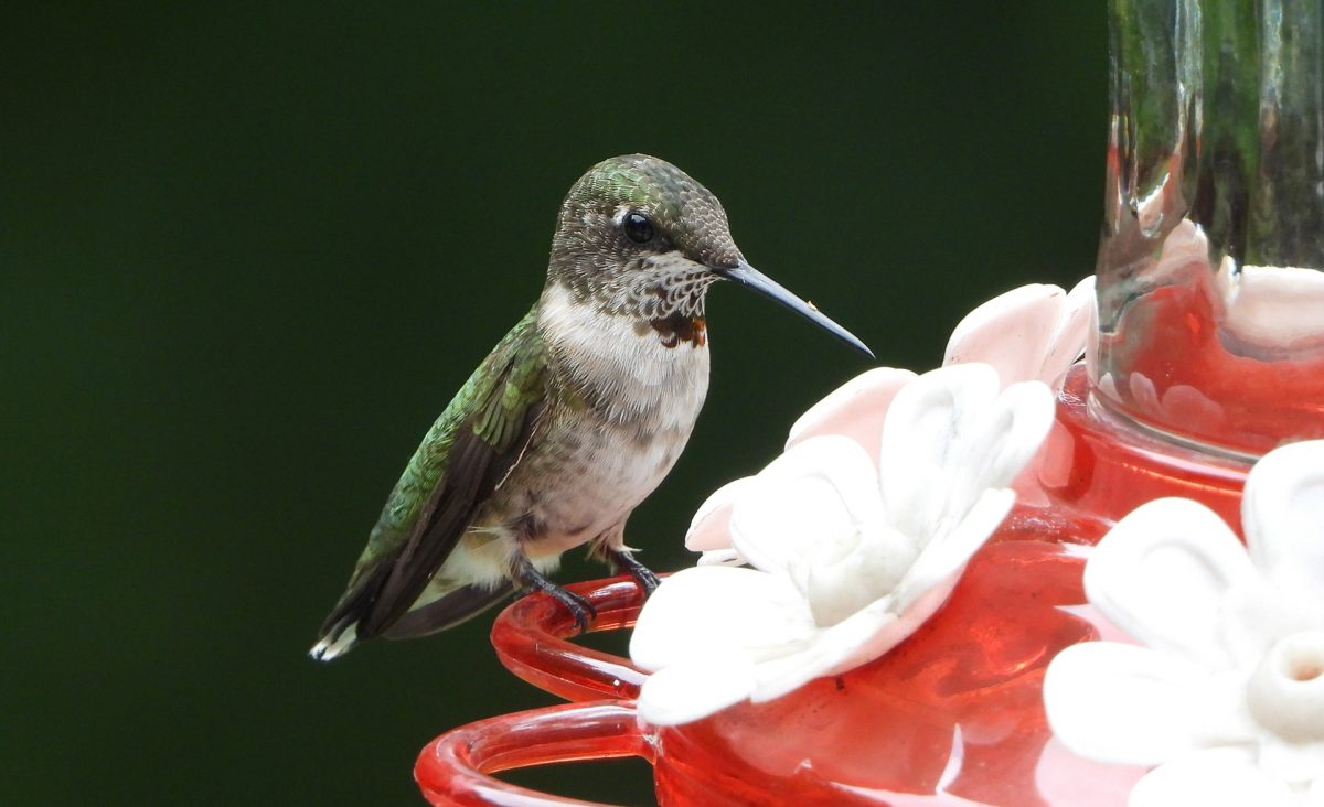 Hummingbird on feeder