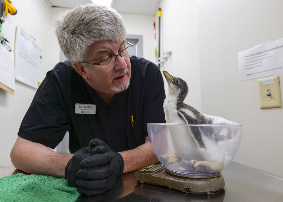 A veterinarian examines a penguin