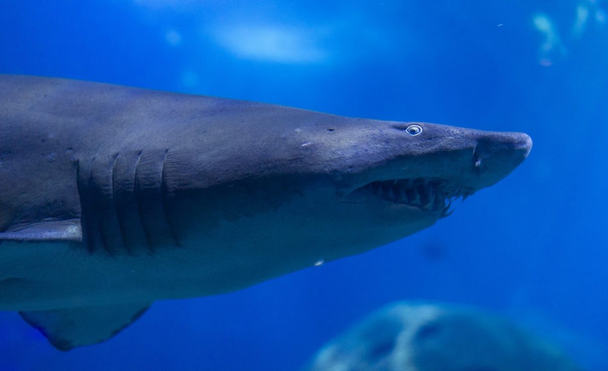 Rows of needle-like teeth show through the jaws of a Sand Tiger Shark