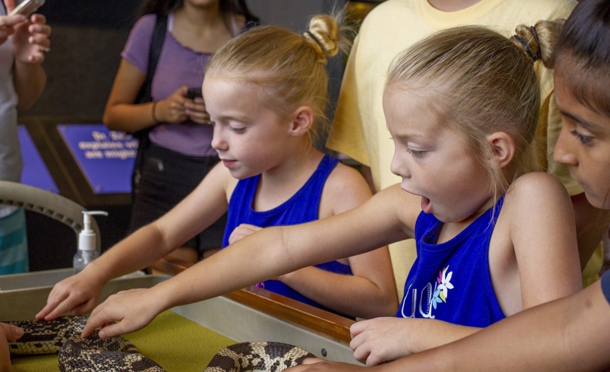 Children pet a snake