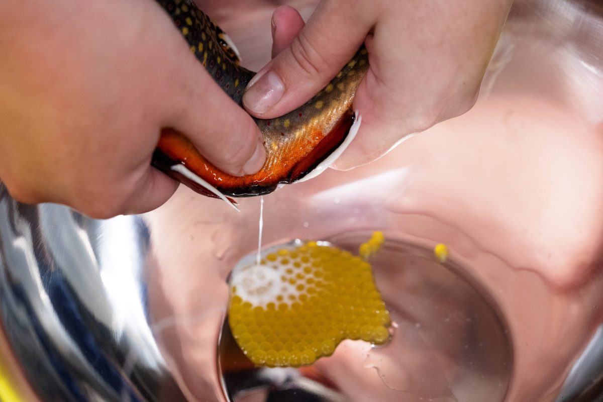Scientists spawn Southern Appalachian Brook Trout