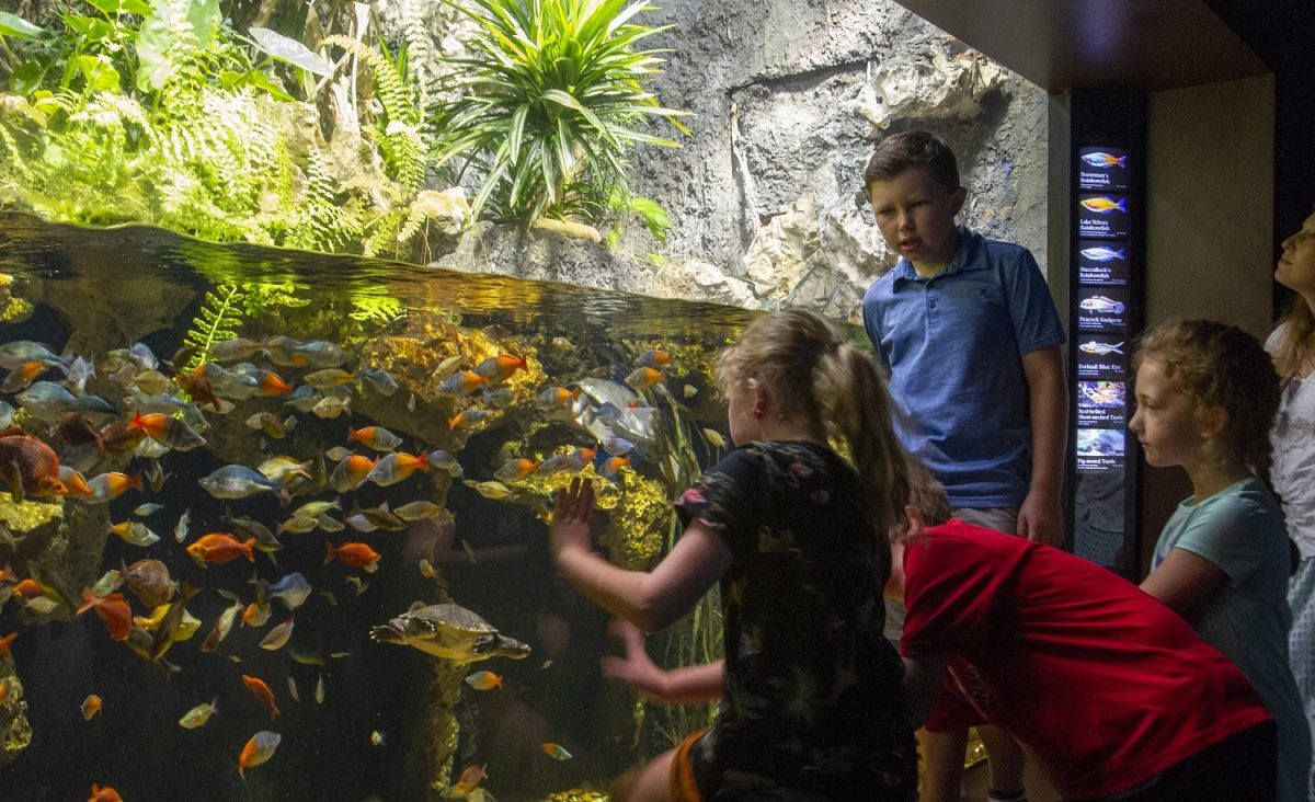 Children view an aquarium exhibit