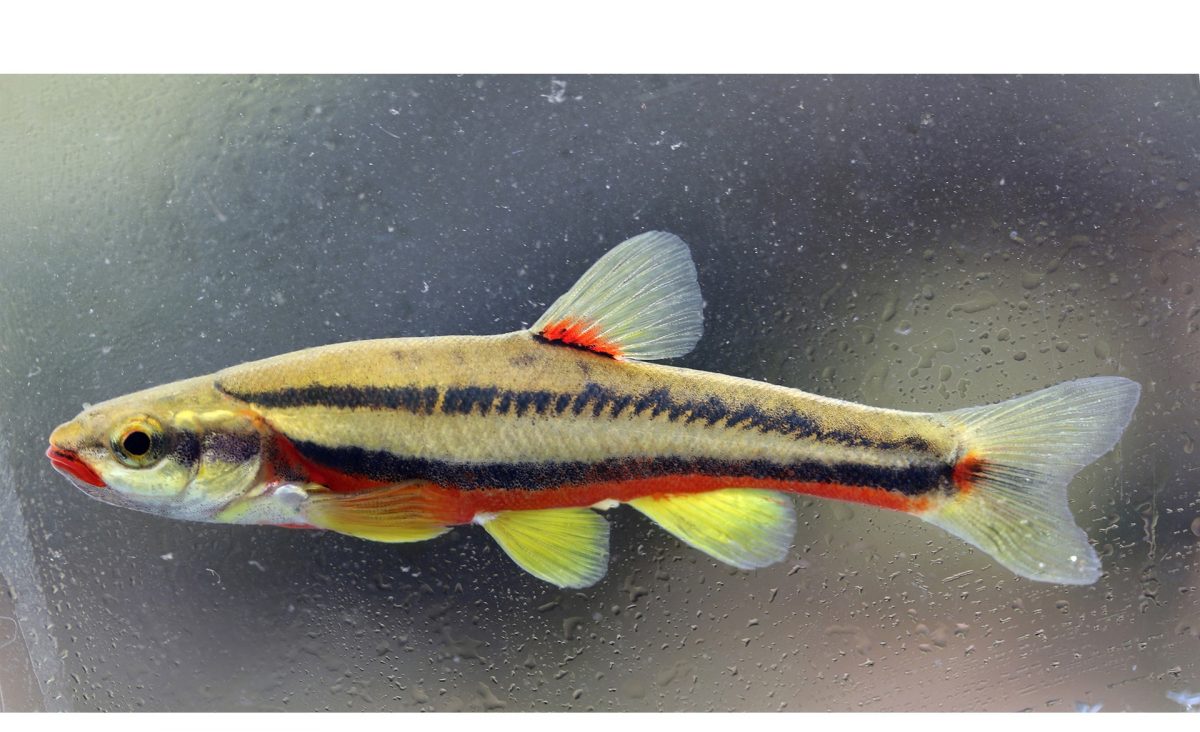 Rainbow Trout · Tennessee Aquarium