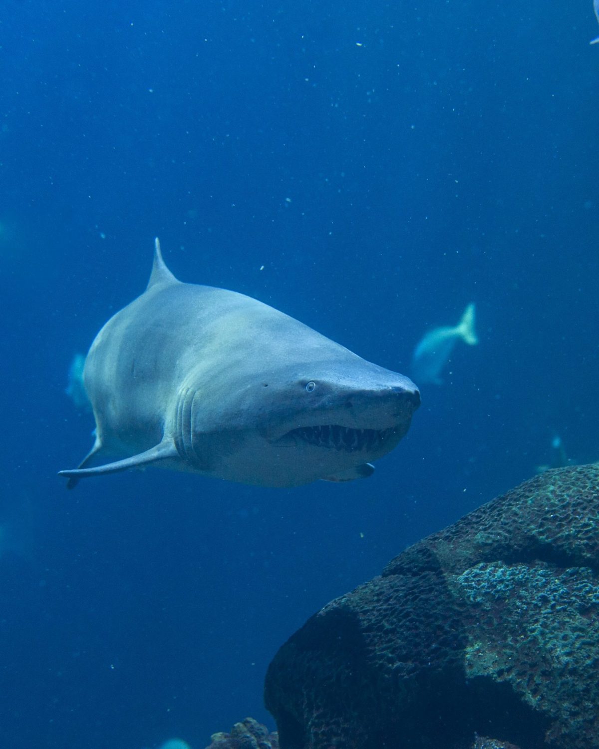 A Sand Tiger Shark swims through the Secret Reef exhibit