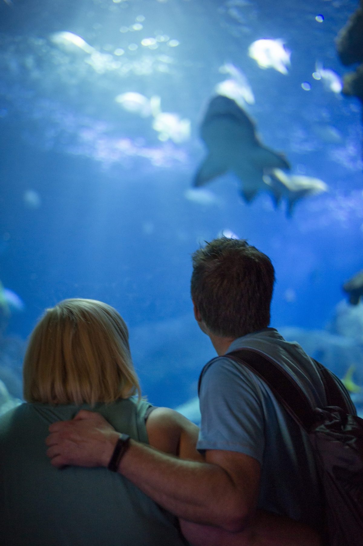 Guests look up at a Sand Tiger Shark passing overhead in the Secret Reef exhibit