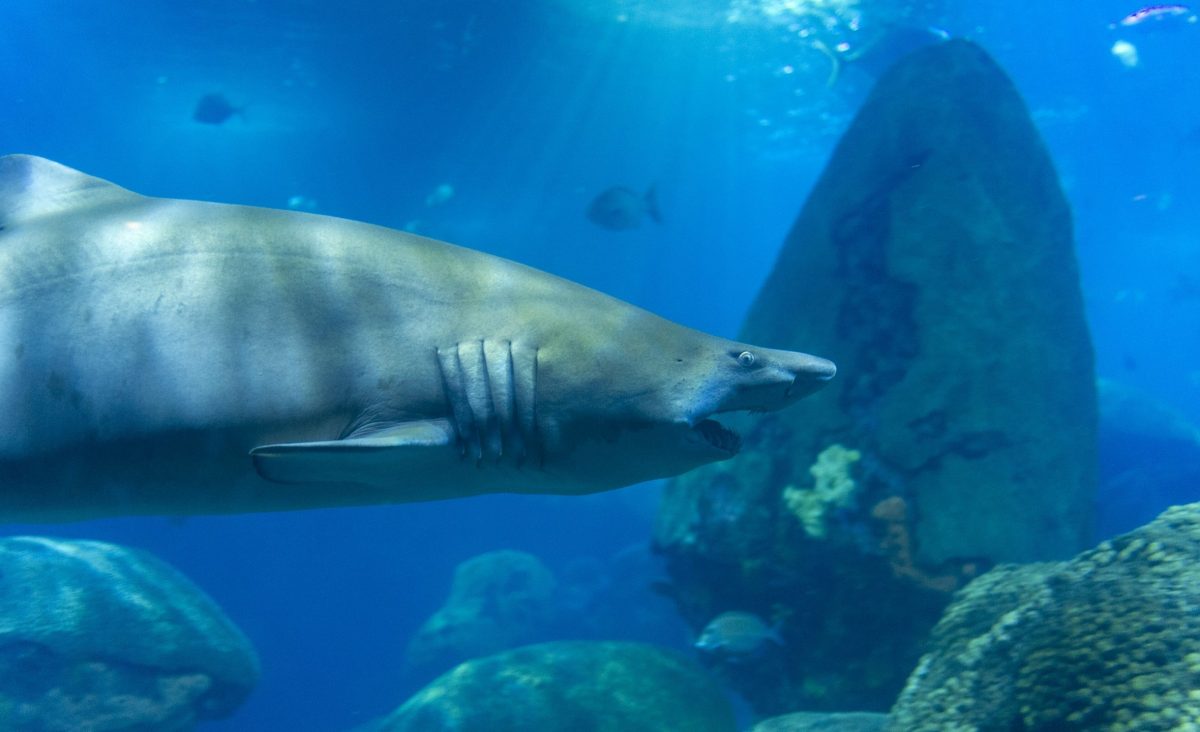 A Sand Tiger Shark swims through the Secret Reef exhibit