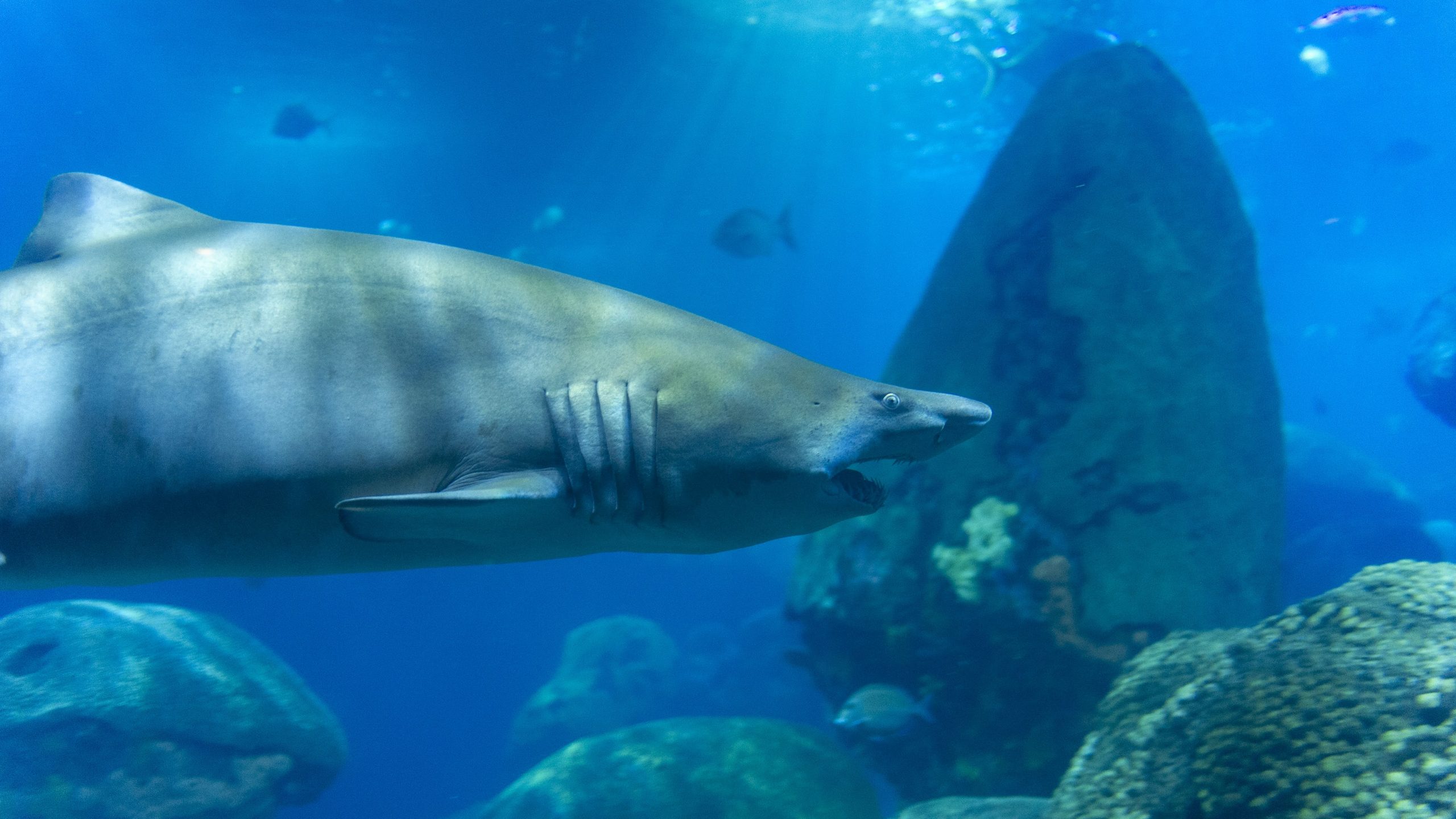 A Sand Tiger Shark swims through the Secret Reef exhibit