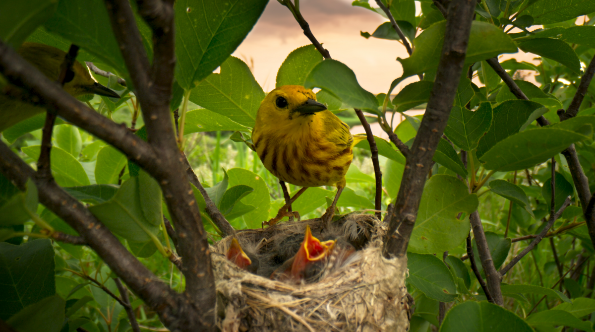 Yellow Warbler at nest