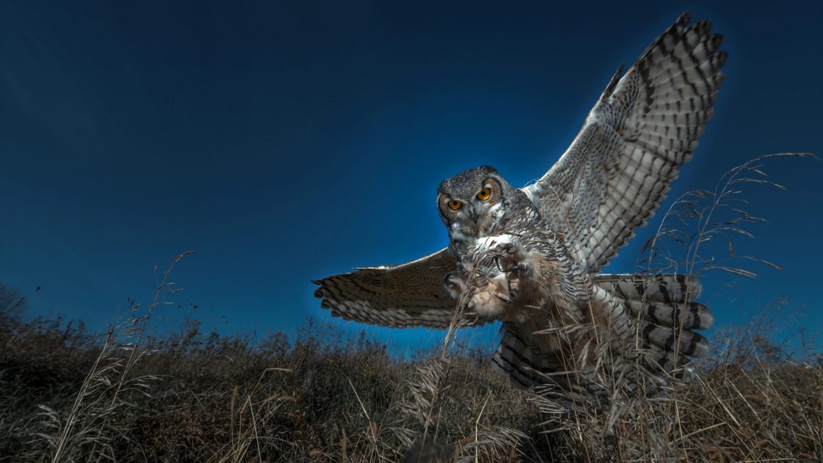 04 Wings Over Water - horned owl dives to catch its prey