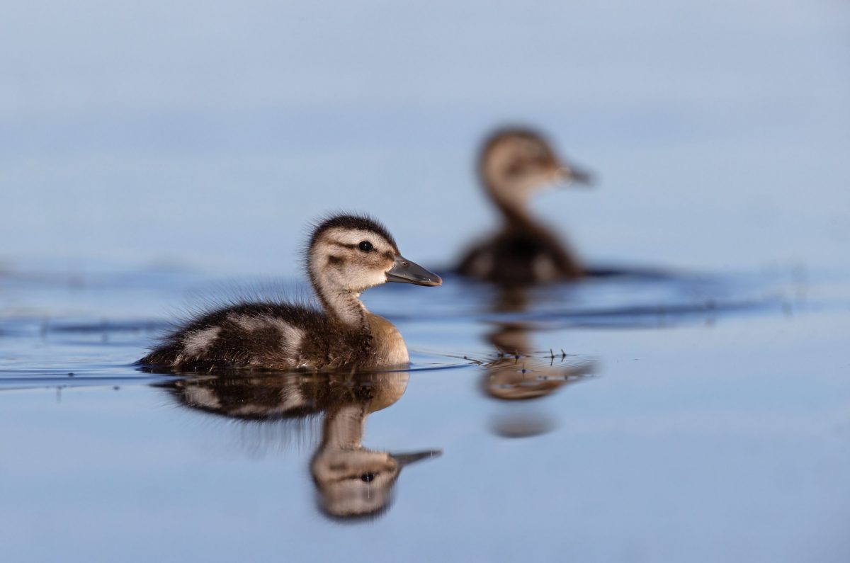 Green Winged Teal ducklings