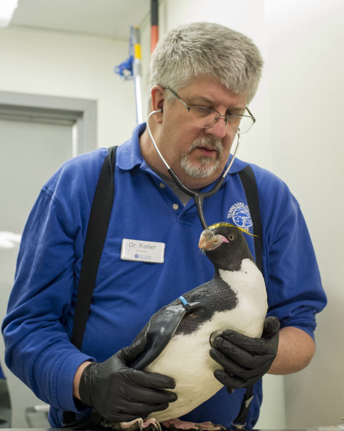 Dr. Keller performs a physical on a penguin