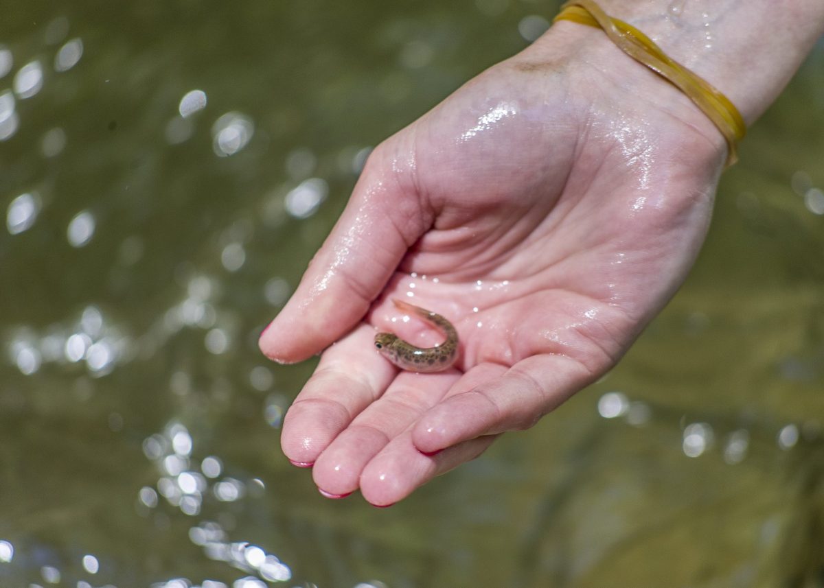 Southern Appalachian Brook Trout Eggs - Great Smoky Mountains