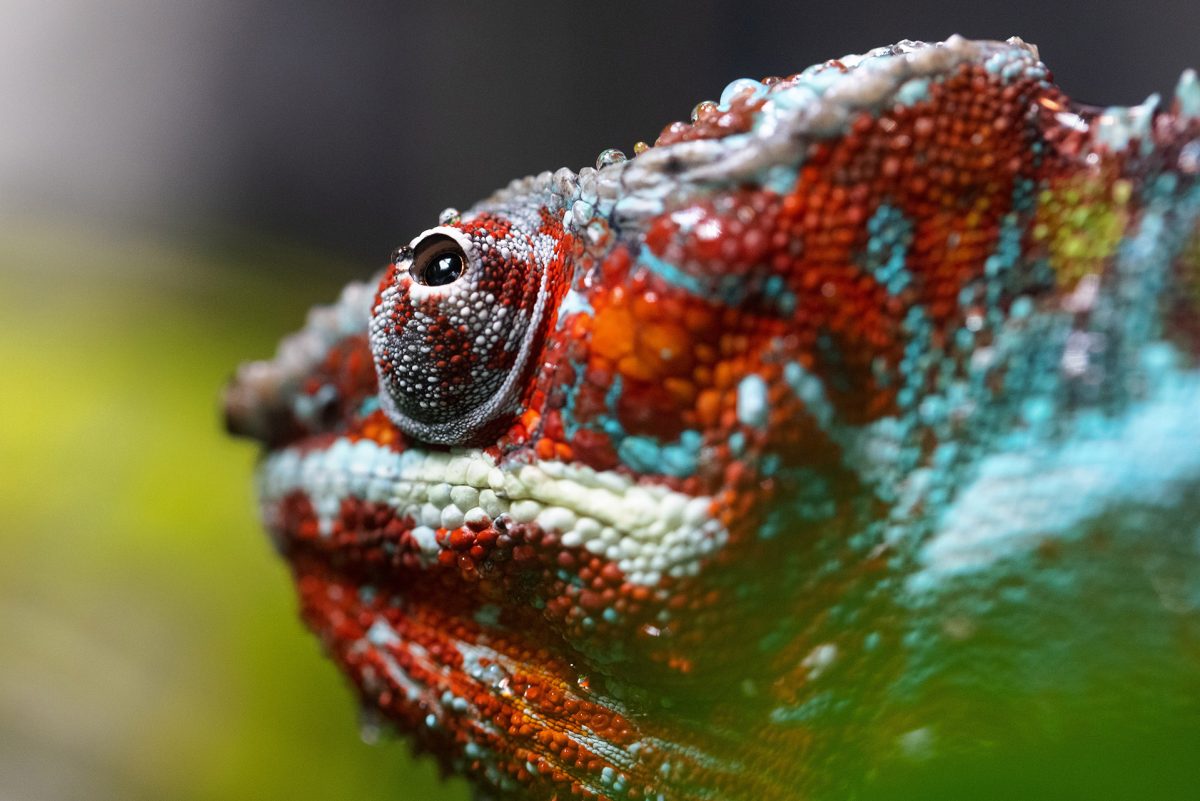 A Panther Chameleon