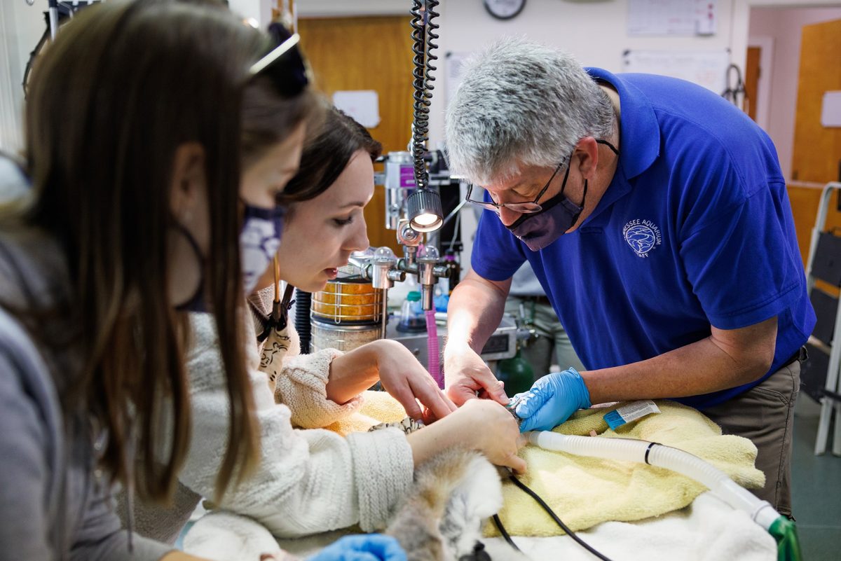 Dr. Keller gives a lemur a physical exam