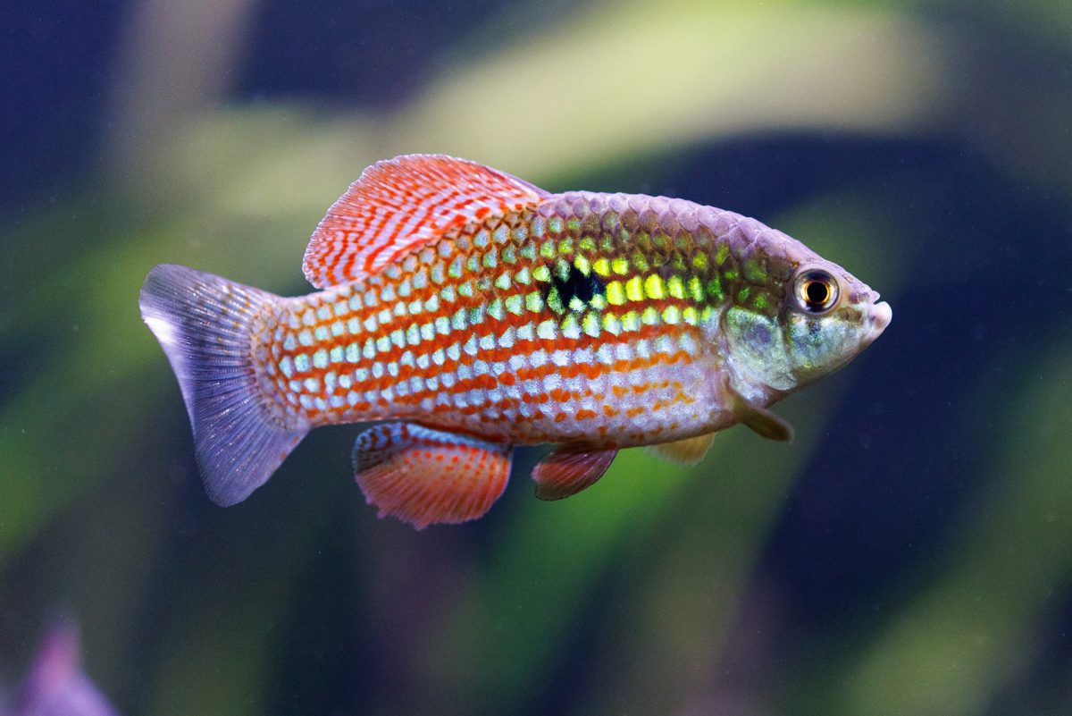 A Florida Flagfish