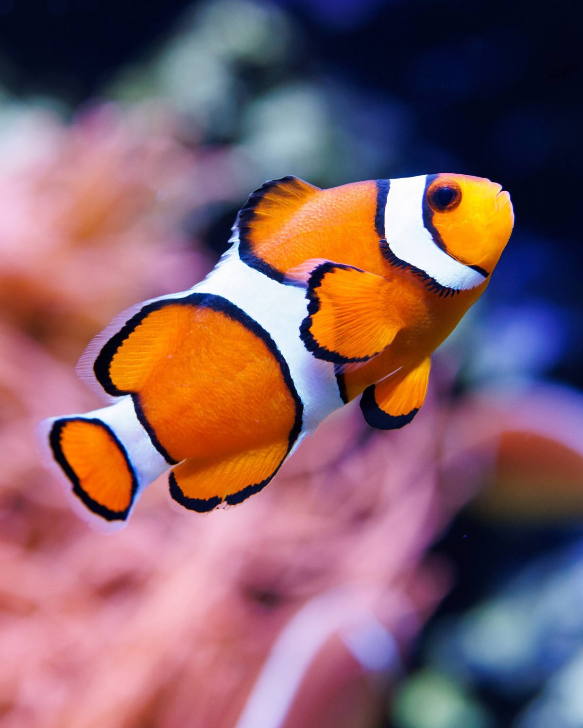 A False Percula Clownfish
