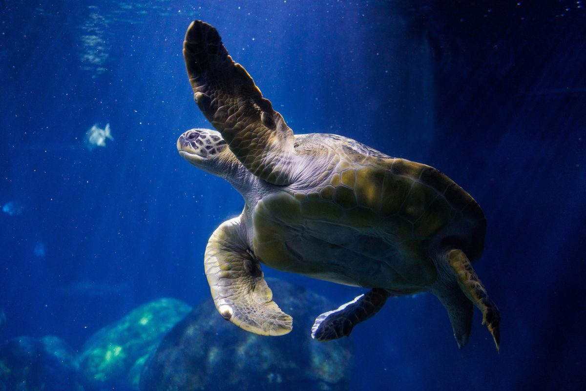 A Green Sea Turtle swims in the Secret Reef