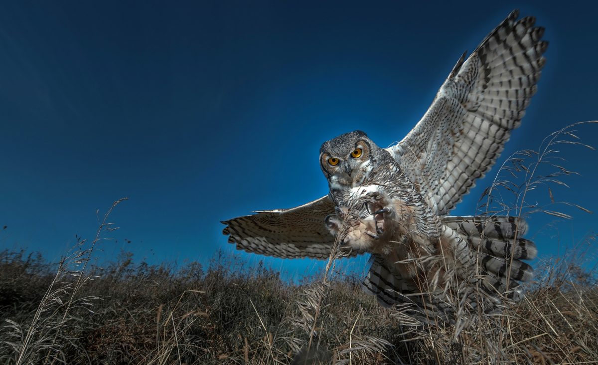 A Great Horned Owl swoops down to catch prey