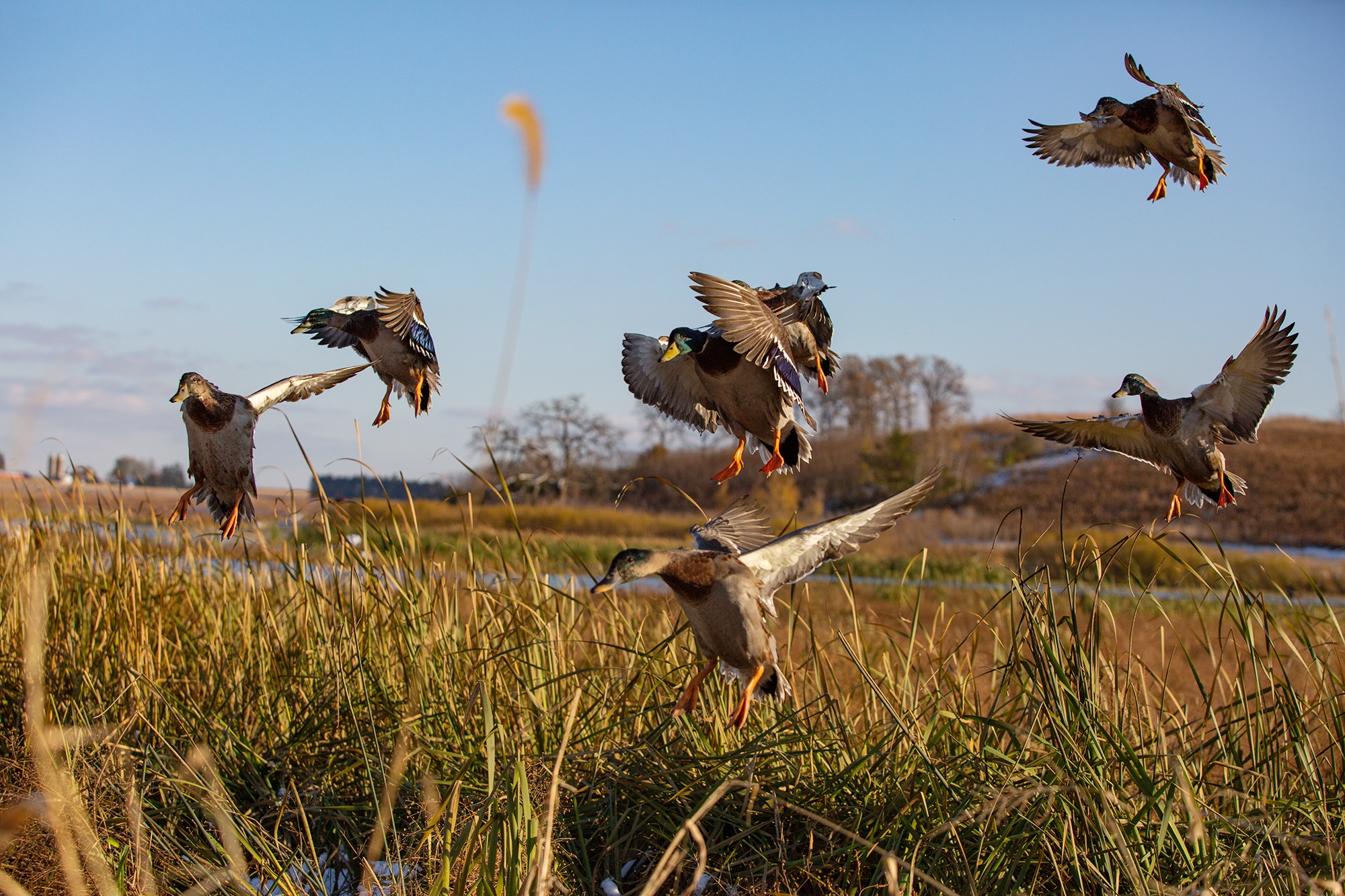 Mallard Ducks land in grass
