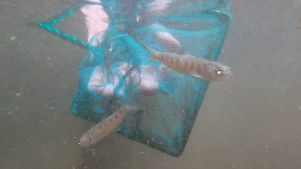 Juvenile Southern Appalachian Brook Trout swim out of a dip net during a release
