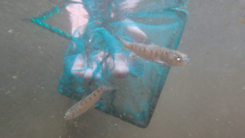 Brook Trout · Tennessee Aquarium