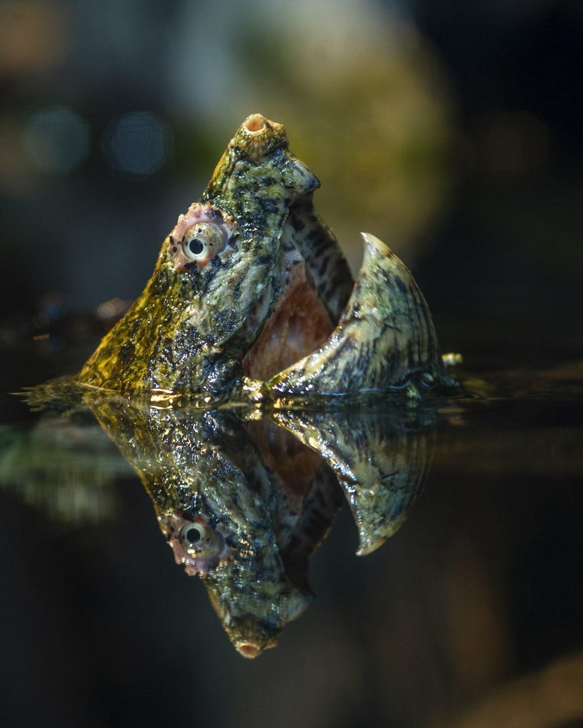 An Alligator Snapping Turtle peeks its head above water