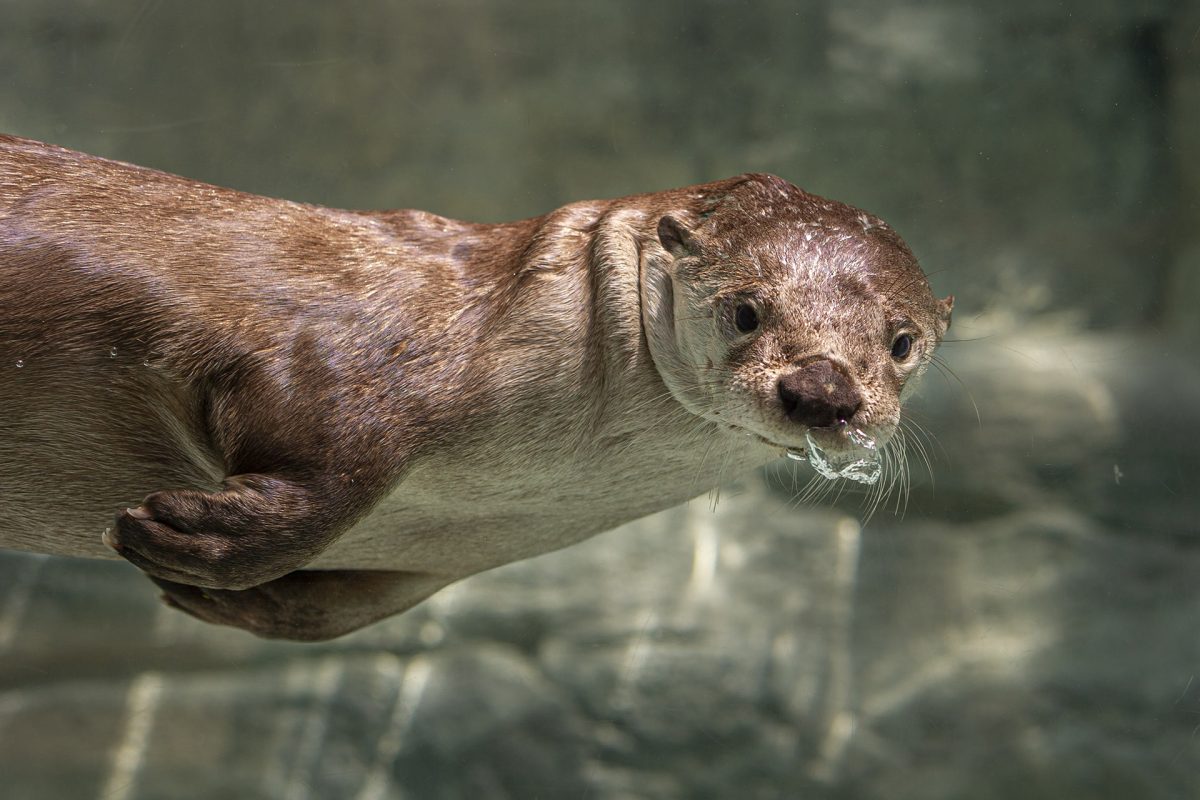A North American River Otter swims