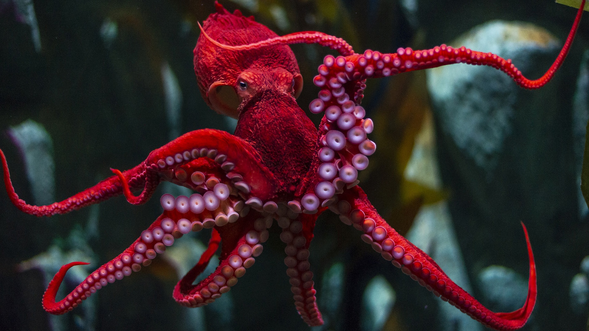 A Giant Pacific Octopus