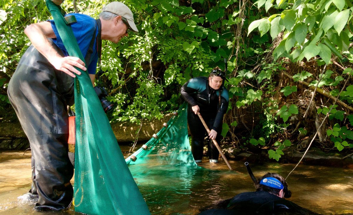 Tennessee Aquarium Aquatic Conservation Biologist Dr. Bernie Kuhajda, left, and University of West Alabama graduate student Mason Strickland, right, hold a seine net in Long Swamp Creek in Jasper, Georgia, while searching for Bridled Darters.