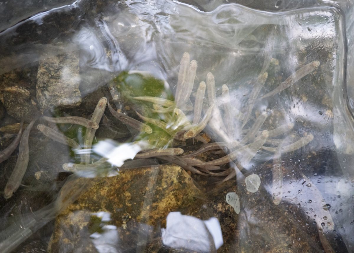 juvenile brook trout acclimating to the water tempearture at the release site