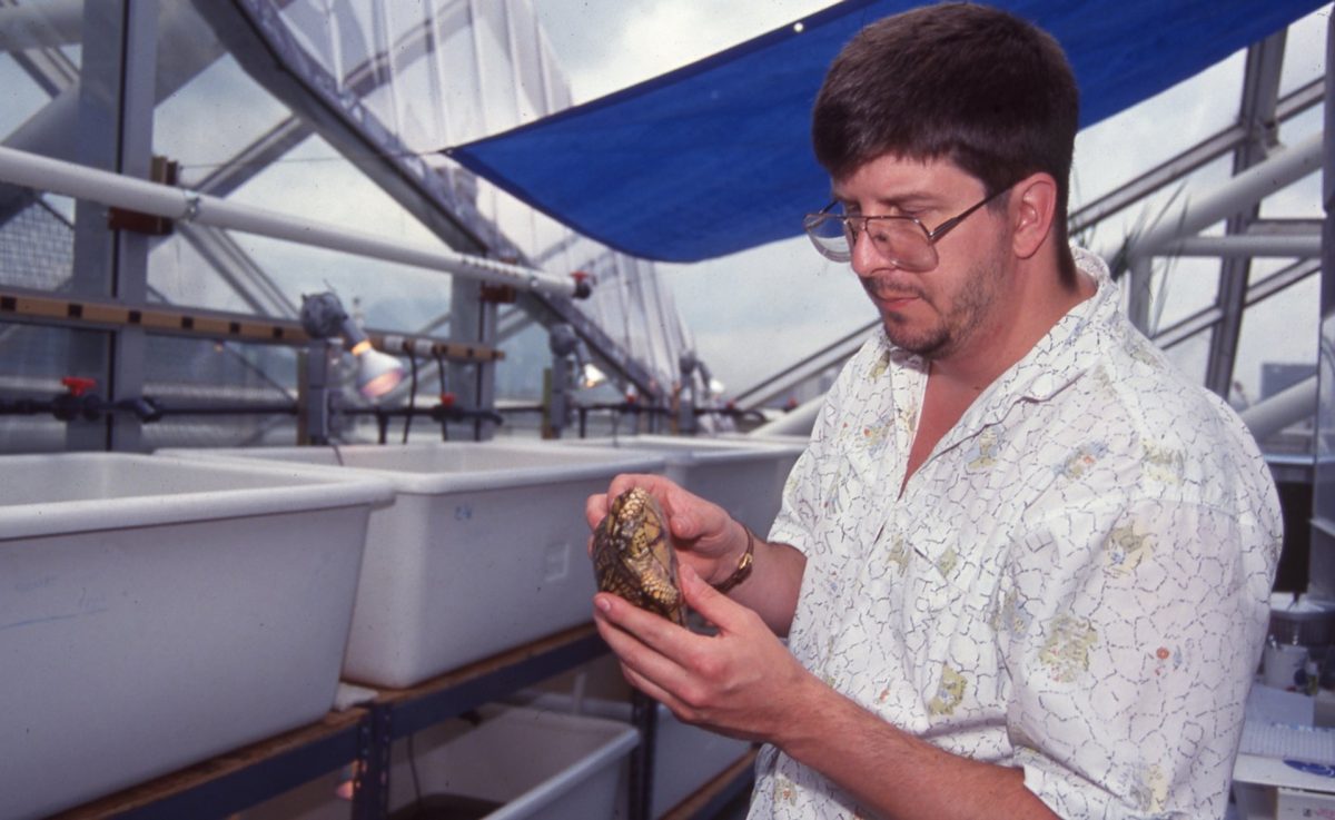 Aquarium veterinarian holds a turtle