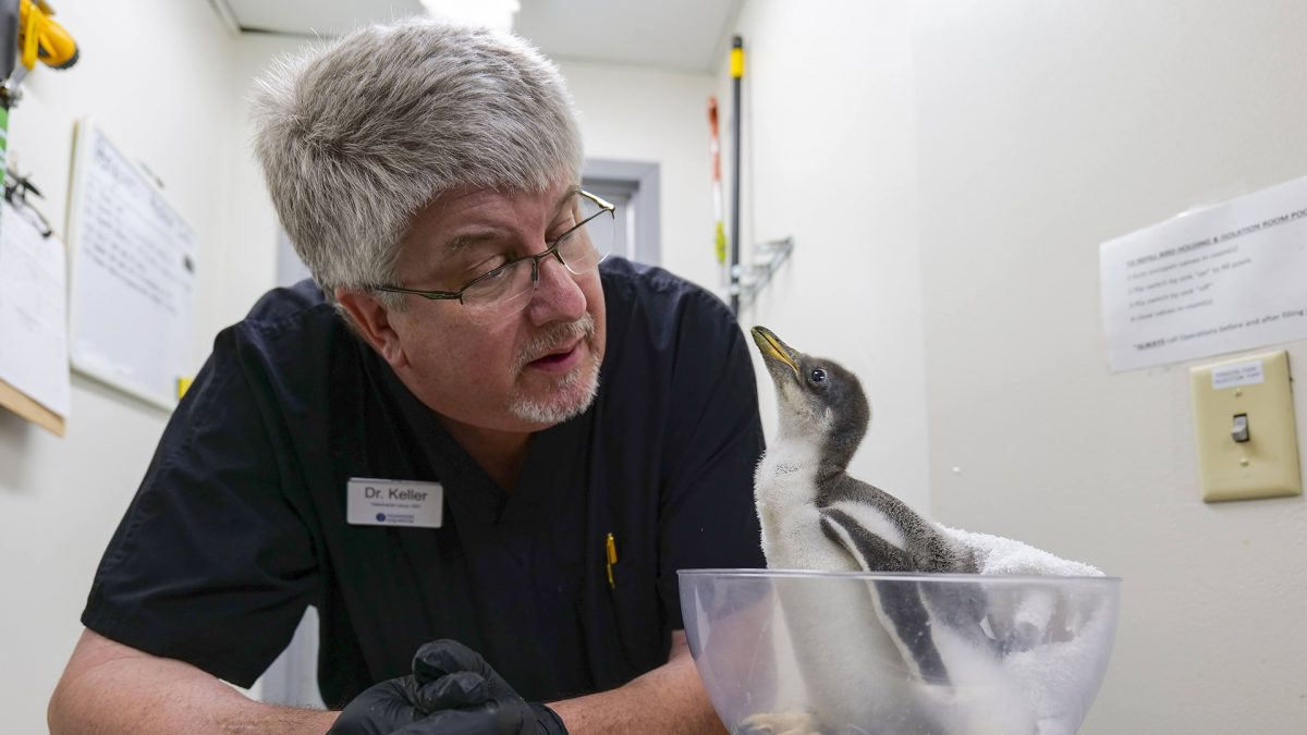 Dr. Keller examines a penguin chick