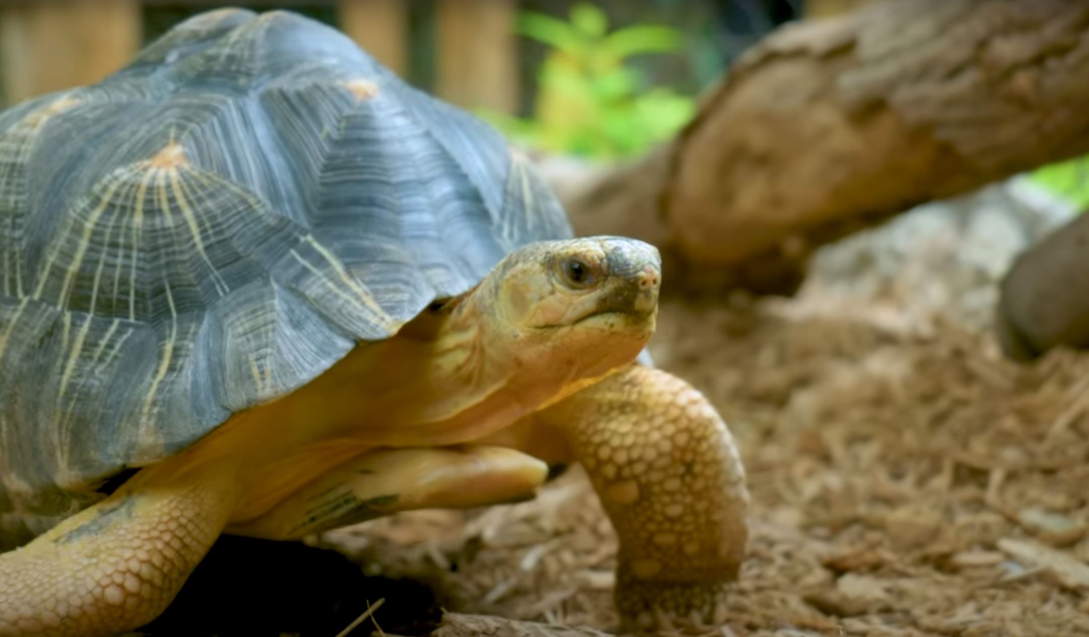 It’s tough being mom to a teenage tortoise · Tennessee Aquarium