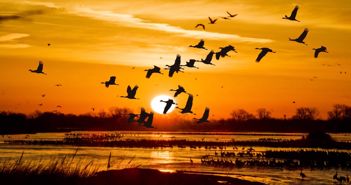 Sandhill cranes fly over the Platte River