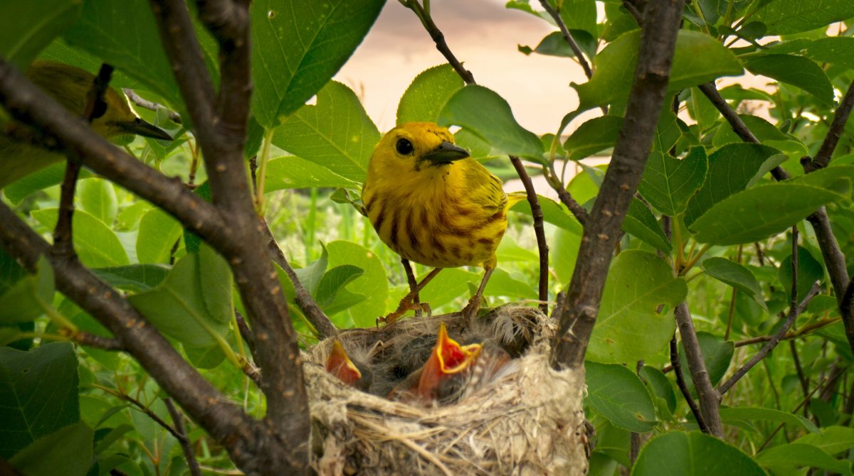 A Yellow Warbler