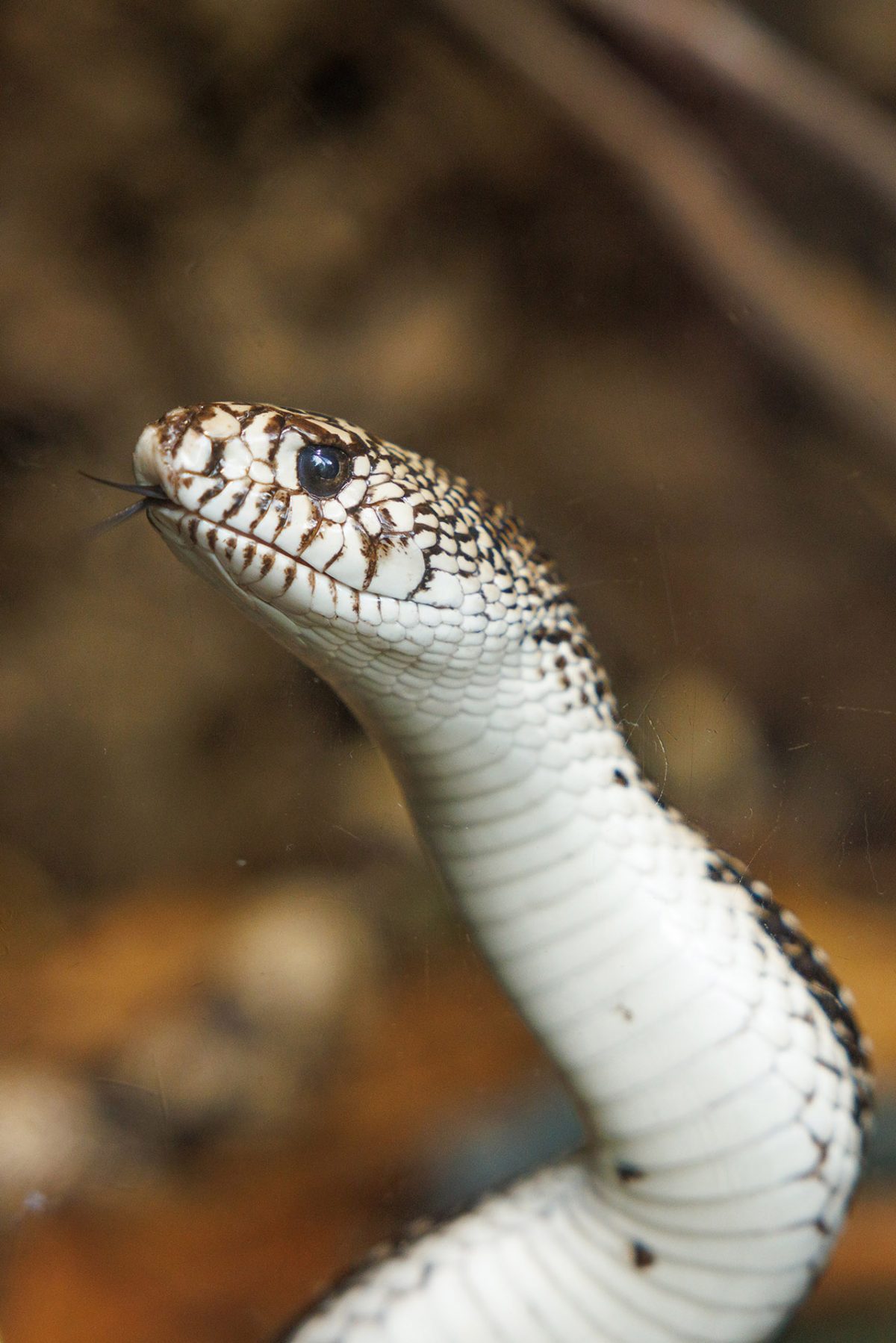 Northern Pine Snake (Pituophis melanoleucus)