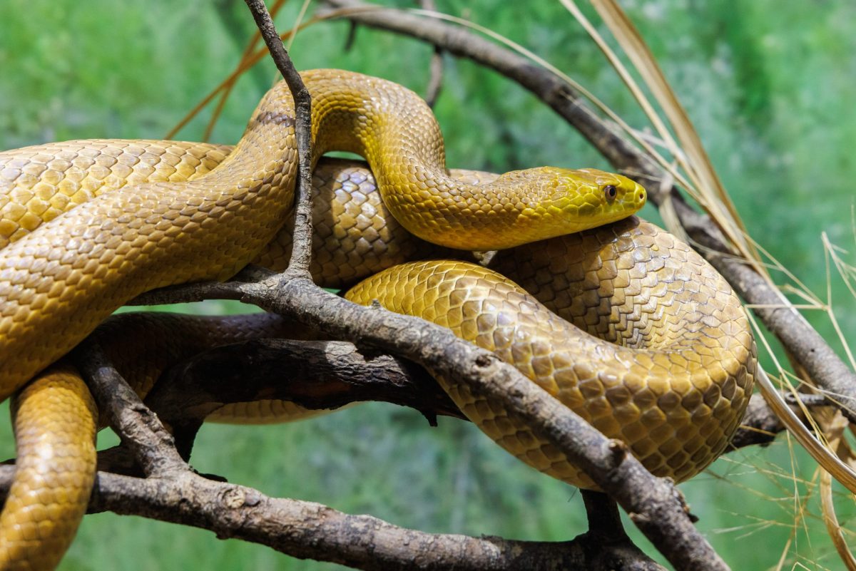 Eastern Rat Snake (Pantherophis alleghaniensis)