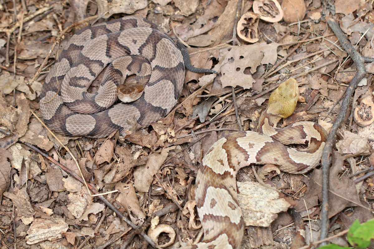 Venomous Northern Copperhead (Agkistrodon contortrix)